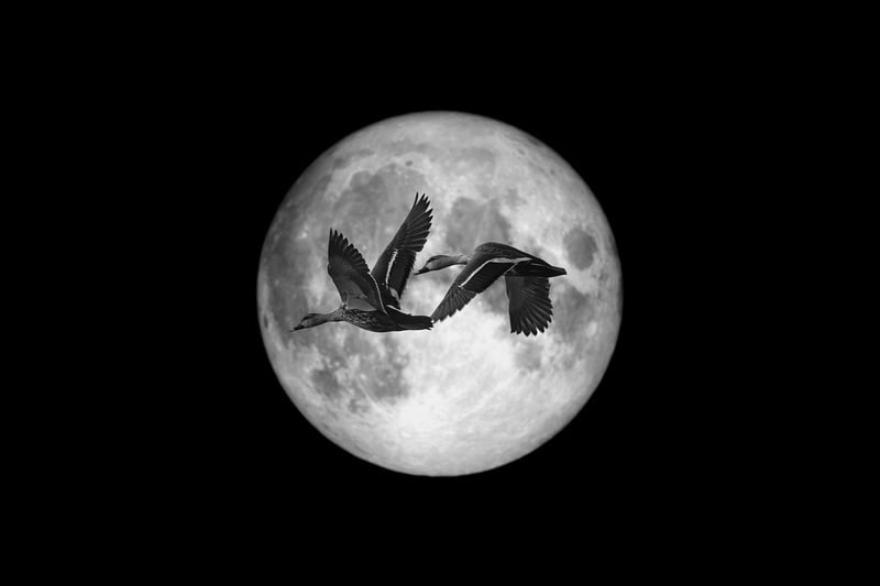 Moonlit Romance Rendezvous